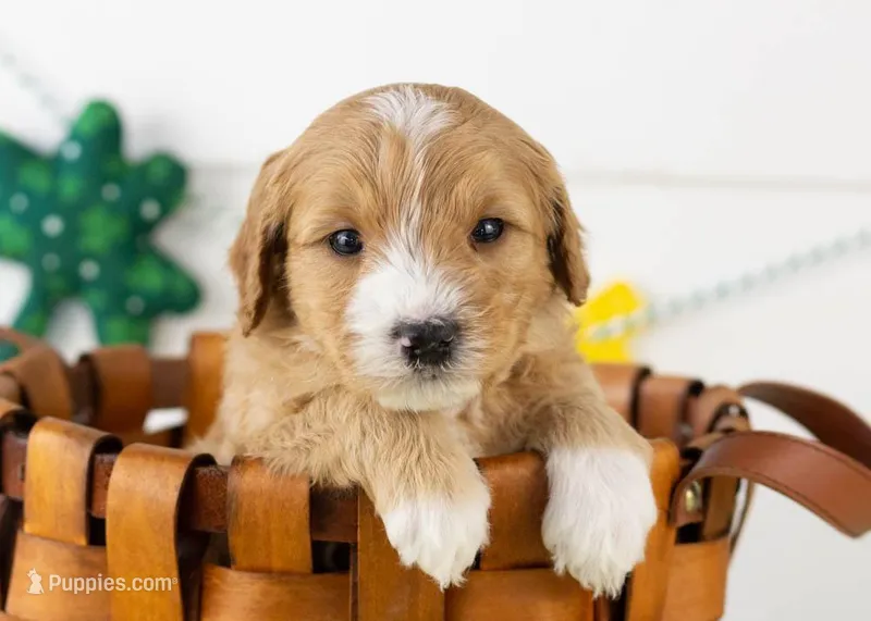 Paul - Micro – Goldendoodle puppy for sale in Goshen, IN