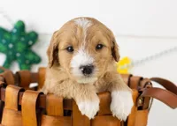 Paul - Micro, a male Goldendoodle for sale in Goshen, IN – 3 of 10