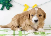 Paul - Micro, a male Goldendoodle for sale in Goshen, IN – Photo 2 of 7