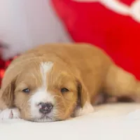 Paul - Micro, a male Goldendoodle for sale in Goshen, IN – Photo 7 of 7