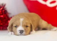 Paul - Micro, a male Goldendoodle for sale in Goshen, IN – Photo 4 of 4