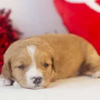 Paul - Micro, a male Goldendoodle for sale in Goshen, IN – Photo 4 of 7