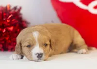 Paul - Micro, a male Goldendoodle for sale in Goshen, IN – Photo 1 of 4