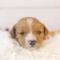 Paul - Micro, a male Goldendoodle for sale in Goshen, IN – Photo 5 of 7
