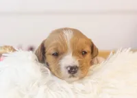 Paul - Micro, a male Goldendoodle for sale in Goshen, IN – Photo 2 of 4