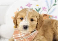 Paul - Micro, a male Goldendoodle for sale in Goshen, IN – 4 of 10