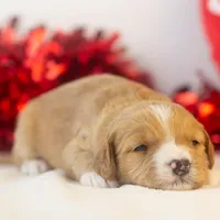 Paul - Micro, a male Goldendoodle for sale in Goshen, IN – Photo 6 of 7