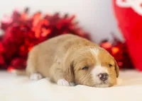 Paul - Micro, a male Goldendoodle for sale in Goshen, IN – Photo 3 of 4