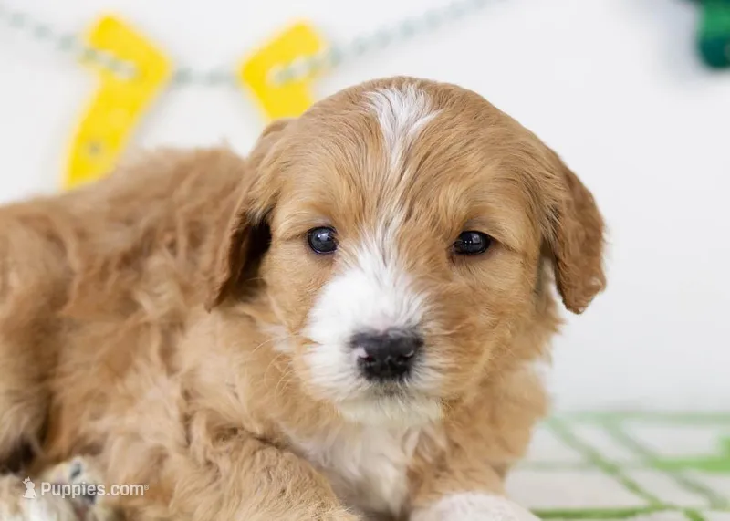 Paul - Micro – Goldendoodle puppy for sale in Goshen, IN