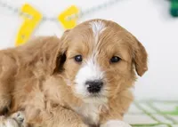 Paul - Micro, a male Goldendoodle for sale in Goshen, IN – Photo 1 of 7