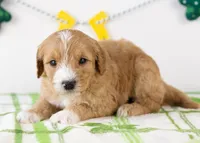 Paul - Micro, a male Goldendoodle for sale in Goshen, IN – Photo 3 of 7