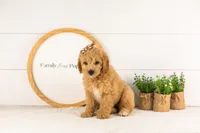 Marty -  Medium, a female Goldendoodle for sale in Goshen, IN – 3 of 10