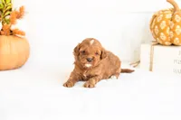 Nacho - Micro, a male Goldendoodle for sale in Goshen, IN – 3 of 4