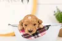 Sandy - Medium, a female Goldendoodle for sale in Goshen, IN – 4 of 4