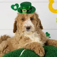 Lionel - Mini, a male Goldendoodle for sale in Goshen, IN – Photo 4 of 10