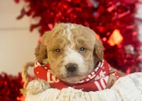 Lionel - Mini, a male Goldendoodle for sale in Goshen, IN – Photo 7 of 8
