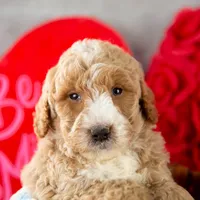 Lionel - Mini, a male Goldendoodle for sale in Goshen, IN – Photo 9 of 10