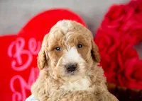 Lionel - Mini, a male Goldendoodle for sale in Goshen, IN – Photo 3 of 8