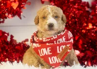 Lionel - Mini, a male Goldendoodle for sale in Goshen, IN – Photo 8 of 8
