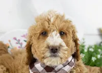 Lionel - Mini, a male Goldendoodle for sale in Goshen, IN – Photo 2 of 10