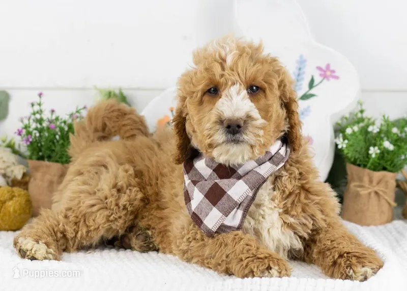 Lionel - Mini – Goldendoodle puppy for sale in Goshen, IN