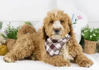 Lionel - Mini, a male Goldendoodle for sale in Goshen, IN – Photo 1 of 10