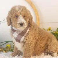 Lionel - Mini, a male Goldendoodle for sale in Goshen, IN – Photo 6 of 10