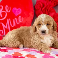 Lionel - Mini, a male Goldendoodle for sale in Goshen, IN – Photo 8 of 10
