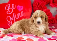 Lionel - Mini, a male Goldendoodle for sale in Goshen, IN – Photo 2 of 8