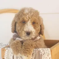 Lionel - Mini, a male Goldendoodle for sale in Goshen, IN – Photo 5 of 10