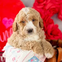 Lionel - Mini, a male Goldendoodle for sale in Goshen, IN – Photo 7 of 10