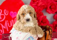Lionel - Mini, a male Goldendoodle for sale in Goshen, IN – Photo 1 of 8