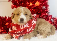 Lionel - Mini, a male Goldendoodle for sale in Goshen, IN – Photo 6 of 8