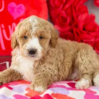 Lionel - Mini, a male Goldendoodle for sale in Goshen, IN – Photo 10 of 10