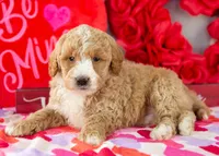 Lionel - Mini, a male Goldendoodle for sale in Goshen, IN – Photo 4 of 8