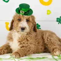 Lionel - Mini, a male Goldendoodle for sale in Goshen, IN – Photo 3 of 10