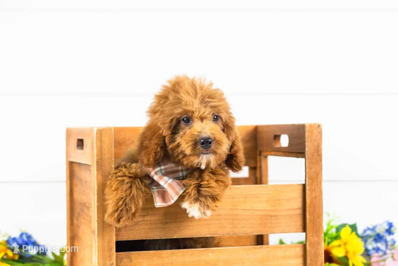 Ford - Micro – Goldendoodle puppy for sale in Goshen, IN