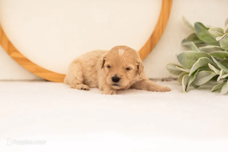 Eva - Medium – Goldendoodle puppy for sale in Goshen, IN