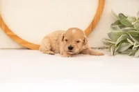 Eva - Medium, a female Goldendoodle for sale in Goshen, IN – 1 of 3