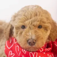 Ohio - Toy, a male Goldendoodle for sale in Goshen, IN – Photo 3 of 10