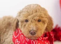 Ohio - Toy, a male Goldendoodle for sale in Goshen, IN – Photo 1 of 10