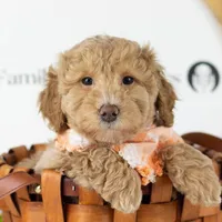 Ohio - Toy, a male Goldendoodle for sale in Goshen, IN – Photo 1 of 10