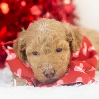 Ohio - Toy, a male Goldendoodle for sale in Goshen, IN – Photo 8 of 10