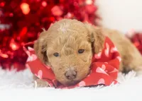 Ohio - Toy, a male Goldendoodle for sale in Goshen, IN – Photo 6 of 10