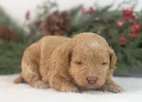 Ohio - Toy, a male Goldendoodle for sale in Goshen, IN – Photo 8 of 10