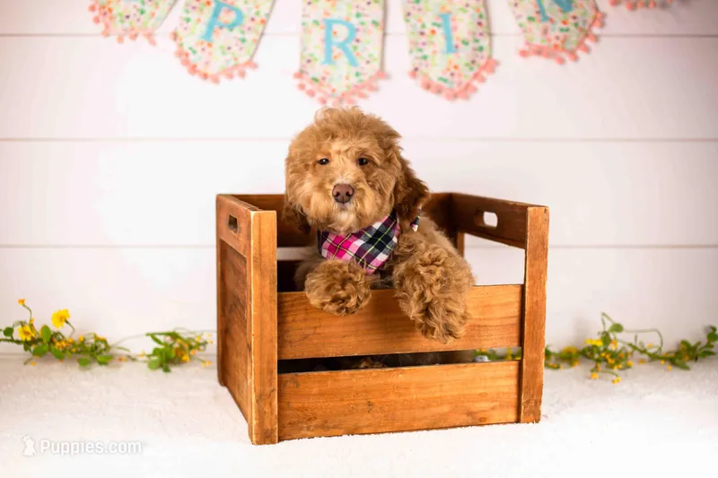 Ohio - Toy – Goldendoodle puppy for sale in Goshen, IN