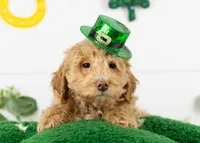Ohio - Toy, a male Goldendoodle for sale in Goshen, IN – Photo 10 of 10