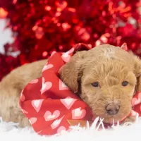 Ohio - Toy, a male Goldendoodle for sale in Goshen, IN – Photo 6 of 10