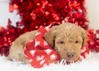 Ohio - Toy, a male Goldendoodle for sale in Goshen, IN – Photo 4 of 10