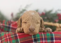 Ohio - Toy, a male Goldendoodle for sale in Goshen, IN – Photo 7 of 10